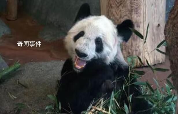 中方已完成所有丫丫回國(guó)審批事項(xiàng) 北京動(dòng)物園獸醫(yī)飼養(yǎng)員下周抵美