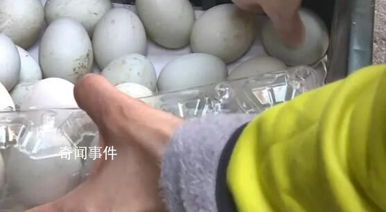 臺灣鴨蛋價格創歷史新高 不只雞蛋漲價