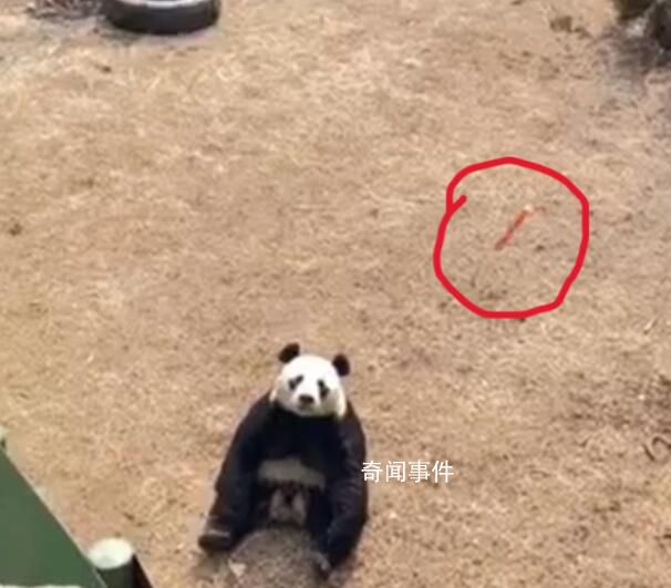 游客疑給大熊貓投喂帶皮火腿腸 無法杜絕不文明現象