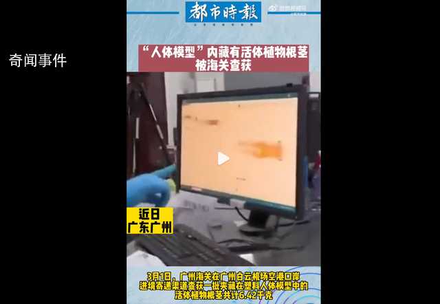 廣州海關(guān)查獲活體植物根莖 為天南星科芋屬植物的根莖