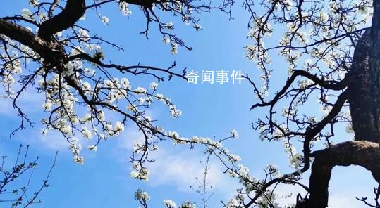 公園賞花趕緊安排起來 百花齊放
