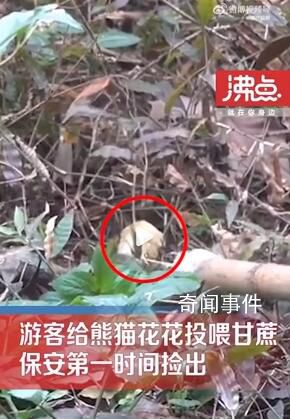 游客給花花投喂甘蔗 保安第一時間將物品撿出
