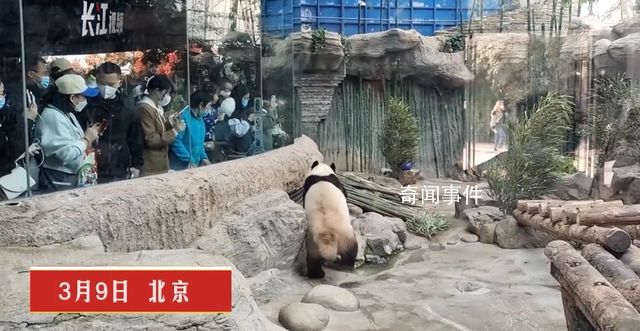 丫丫回國將吃喝自由 有專屬飼養員精心照顧