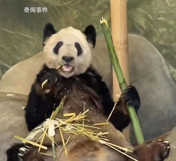 北京動物園:被認養熊貓業務