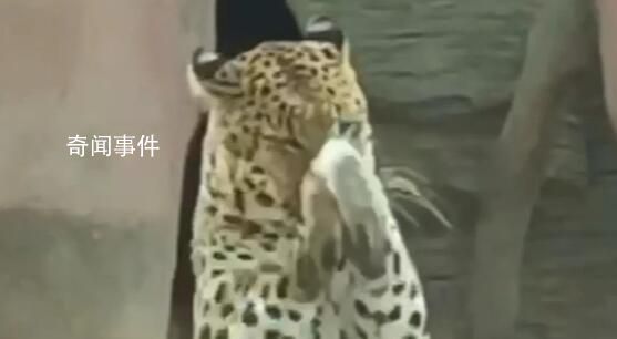 動物園回應“金錢豹回拜游客” 沒想到會模仿游客的動作