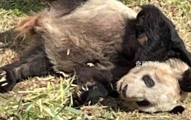 美國將公示丫丫樂樂回國證明 將于3月13日正式發布公示