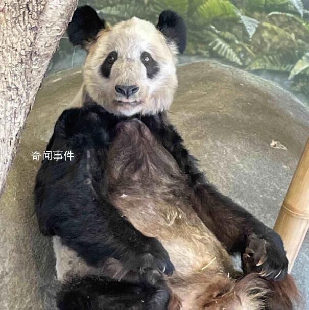 丫丫回國后將住進媽媽曾經的家 將公示丫丫回國證明