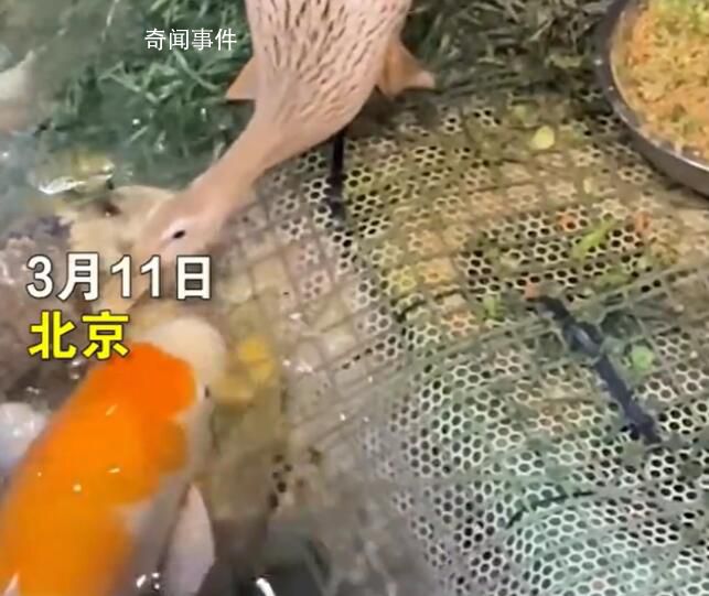 北京海洋館回應(yīng)鴨子給魚當(dāng)飼養(yǎng)員 引起廣泛關(guān)注