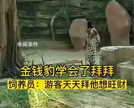金錢豹學(xué)會了拜拜 網(wǎng)友：招財豹