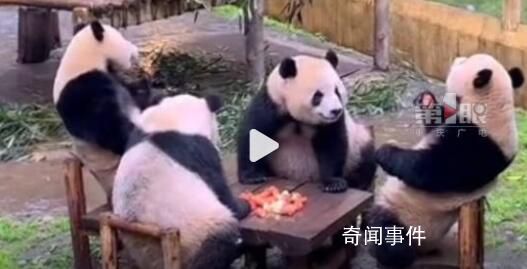 四只大熊貓湊一桌像在打麻將 果然是一方水土養一方熊貓