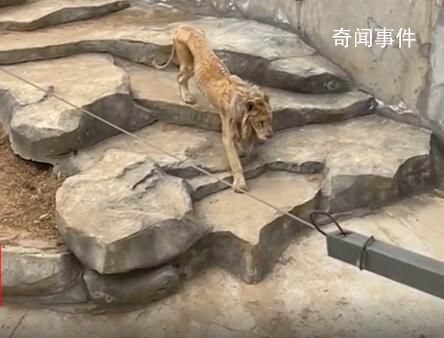 動(dòng)物園回應(yīng)獅子瘦成“排骨” 獅子瘦是其年紀(jì)過(guò)大