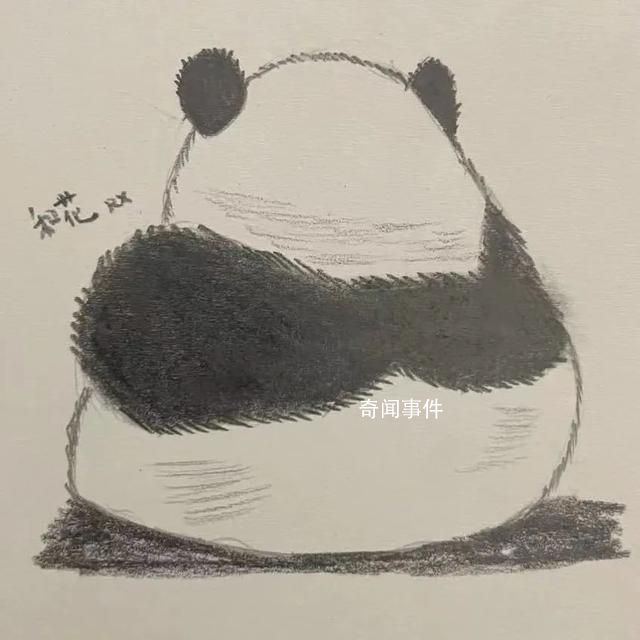 普通熊貓花花如何成為頂流 熊貓花花為什么那么火