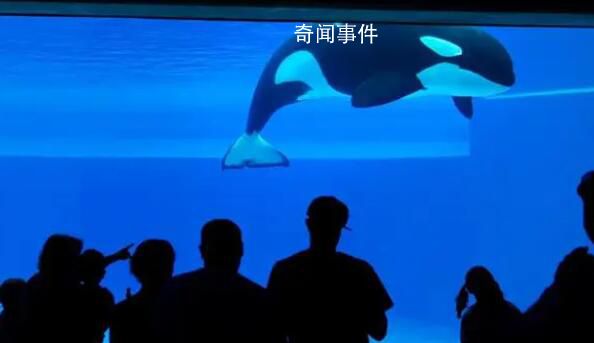 世界上最孤獨的鯨去世 享年47歲