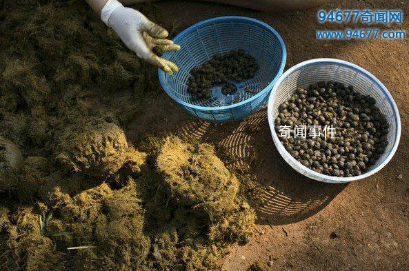全球十大最變態食物 變態的食物有哪些 變態食物排行榜