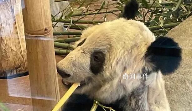美國公示丫丫回國相關申請 示期于3月13日正式開始截至4月12日