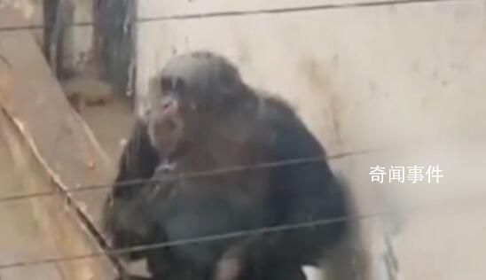 動物園回應猩猩抽煙吐煙圈 游客點煙后扔進去