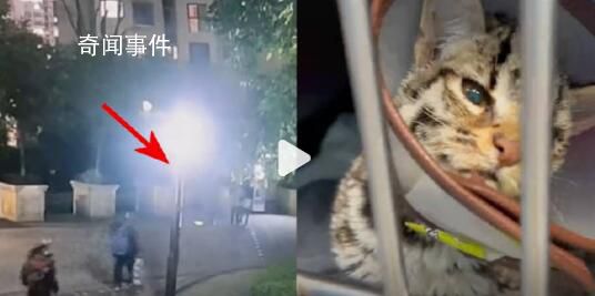 二級保護動物豹貓疑遭小孩毆打重傷 豹貓頭蓋骨大面積骨裂左腿骨折