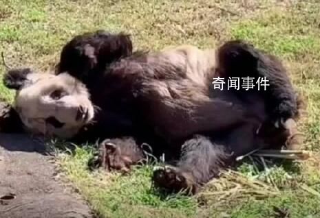 22歲的丫丫約等于人類的80歲 大熊貓的壽命和人類的壽命很不一樣
