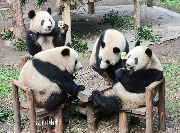 動物園回應四只大熊貓圍坐一桌 它們是自己過去各自坐一張凳子
