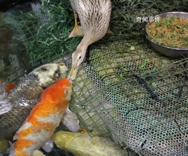 海洋館辟謠“鴨子用嘴喂食錦鯉” 并非喂食