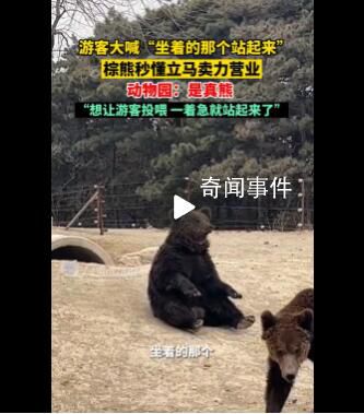 動物園棕熊賣力營業被疑是人扮的 回應：是真熊想讓游客投喂