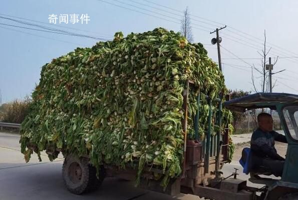 土坑酸菜的翻身仗打得怎么樣 種植大戶：去年遭退貨今年不愁賣