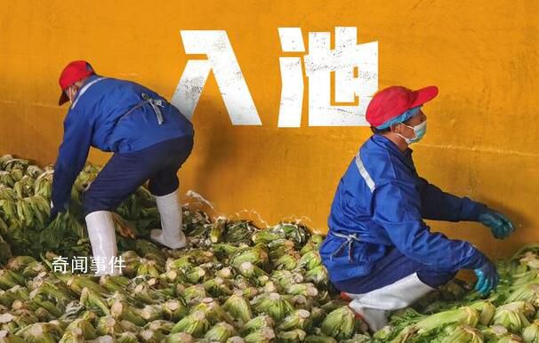 315曝光一周年再探華容酸菜產(chǎn)業(yè) 一場13萬酸菜從業(yè)者的自救
