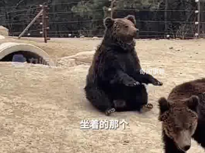動物園棕熊能懂人話被質疑是人假扮 回應：是真熊著急想讓游客投喂