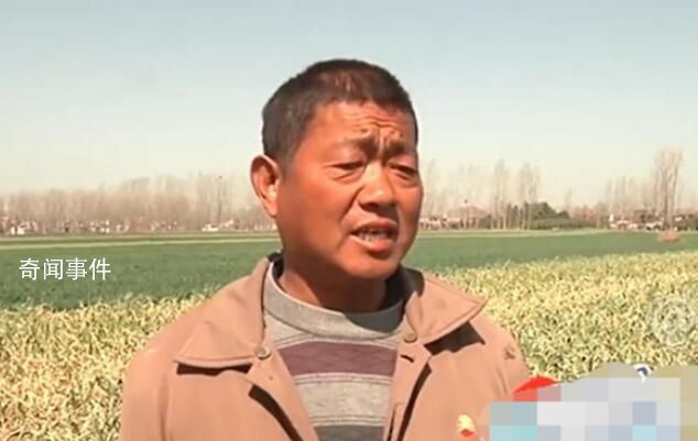 22畝大蒜一夜枯死 農(nóng)戶哭訴被人打藥