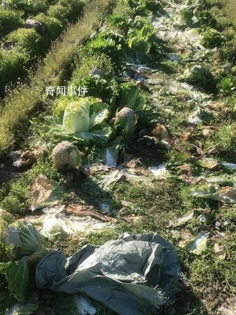 菜農稱近6萬斤大白菜一天被偷光 當地警方已介入此事
