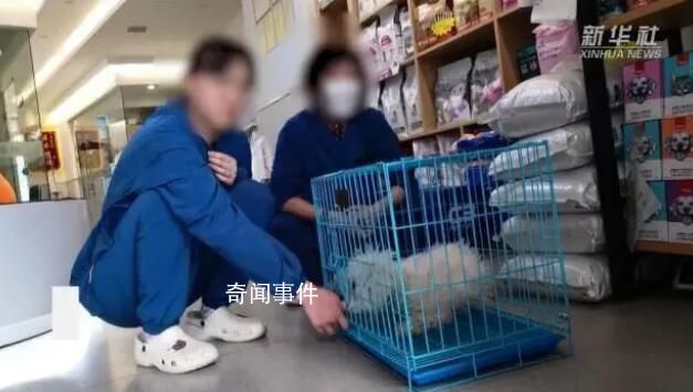 寵物醫院收費亂象調查 誘導消費過度檢查