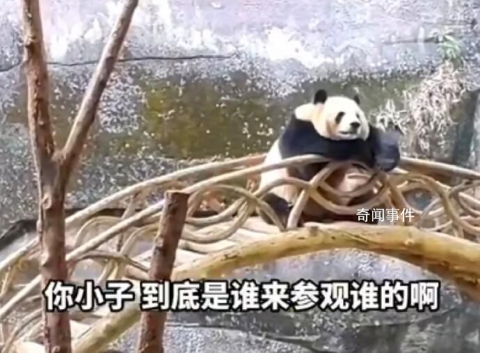 重慶動(dòng)物園大熊貓反向參觀游客 姿勢(shì)愜意慵懶