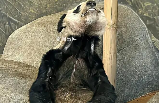 國內2名專家已前往美國照料丫丫 正在展開工作