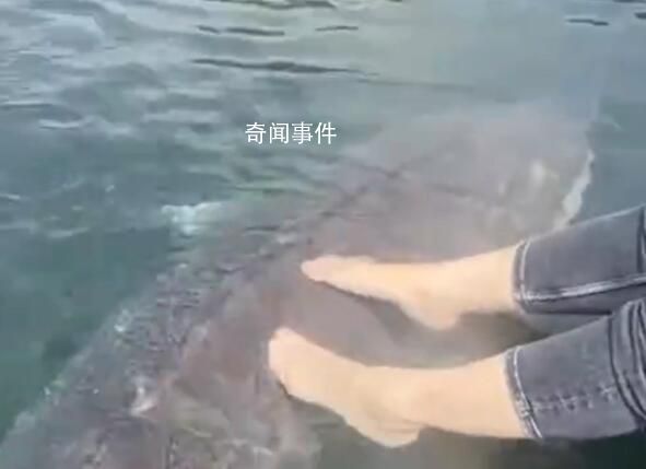 女子喂養500斤大魚當寵物 西伯利亞醇是什么魚
