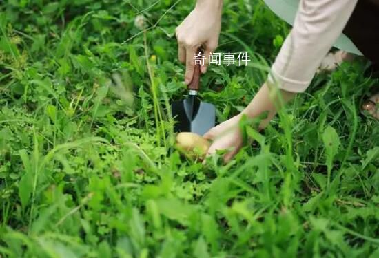 大媽進(jìn)校園挖菜疑采走學(xué)生畢業(yè)材料 具體什么情況怎么回事