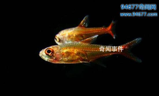 噴火魚真的會噴火嗎 揭秘噴火魚為什么會噴火 噴火魚噴的是什么東西