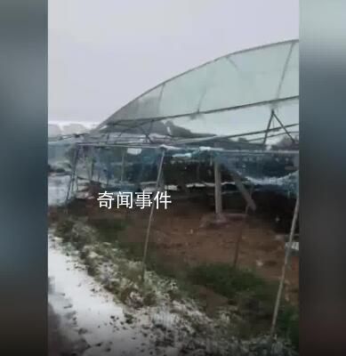 河南突降大雪 農(nóng)戶40畝葡萄棚被壓塌