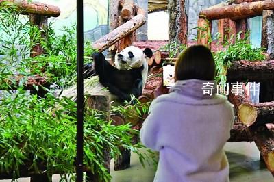 如意和丁丁在莫斯科有多受歡迎 游客絡(luò)繹不絕