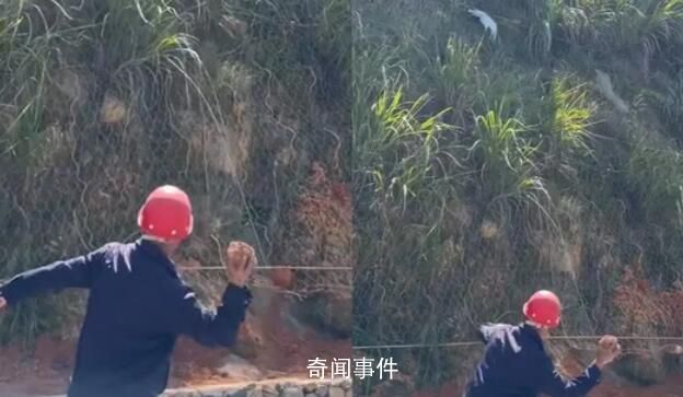 男子用石頭砸白鷴被過路女子喝止 白鷴是國家二級保護動物