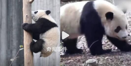 游客回憶最后一次見到寶新 精神很差腳步虛浮