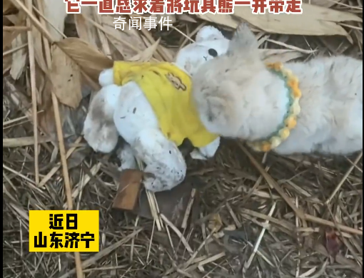 流浪小狗乞求收養者一起帶走玩具熊 不想讓小熊自己挨餓受凍