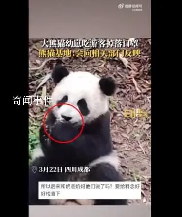 大熊貓幼崽吃游客掉落口罩 會向相關部門反映