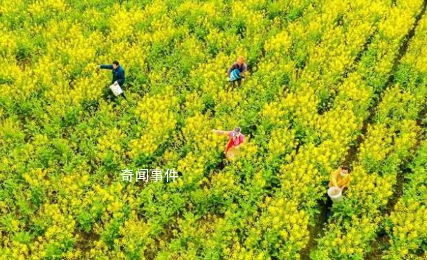 花香四溢 春耕如畫