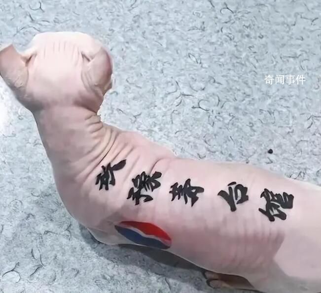 男子給貓紋身被指虐貓遭網(wǎng)暴 回應(yīng)：給貓做絕育都不會被網(wǎng)暴