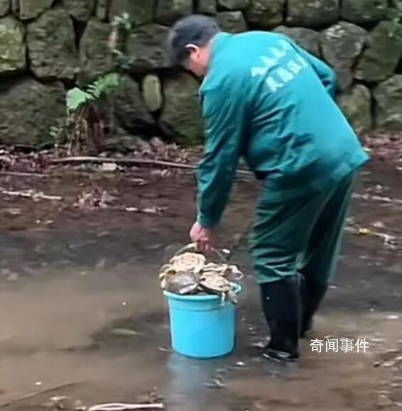 靈隱寺旁小溪中大量放生烏龜死亡 請勿將動物隨意放生
