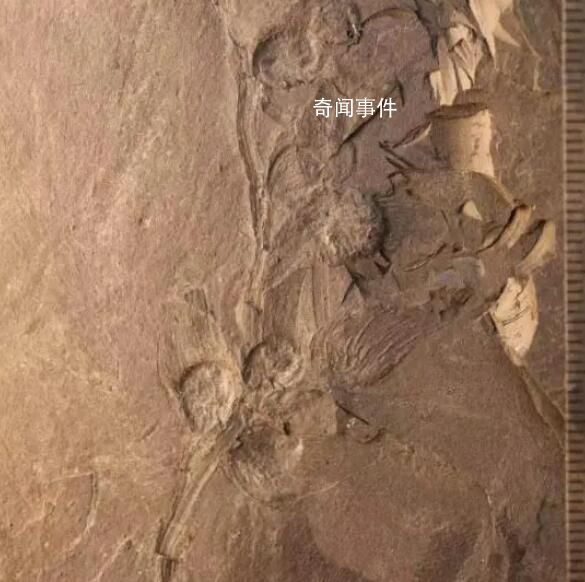 約1.7億年前的“花”被發現 科研團隊將其命名為美麗青甘寧果序