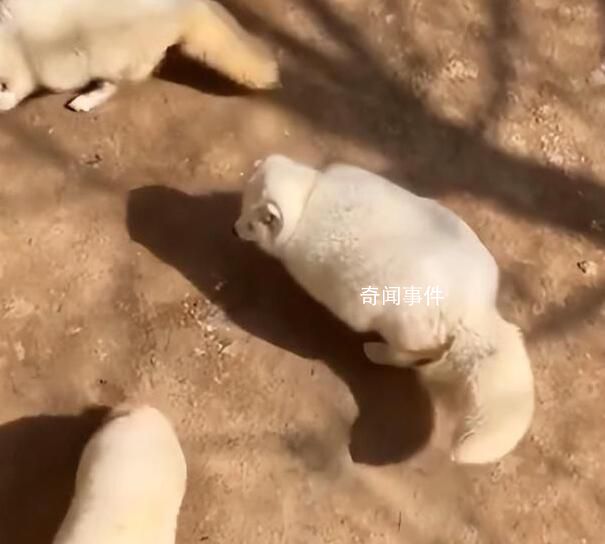 白狐胖成煤氣罐是為御寒 到了夏天會瘦下來