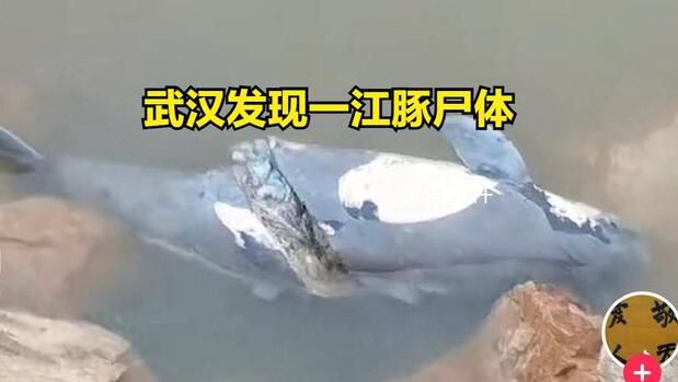 武漢發現一死亡江豚 到底是如何造成的