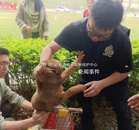 成都錦城學院流浪狗被接走救助 引發網友關注