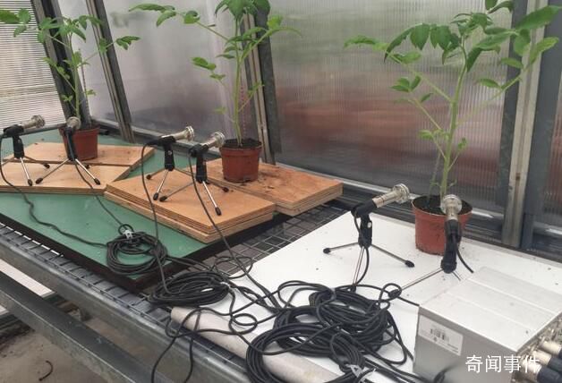 研究發(fā)現(xiàn)植物也會說話 植物的聲音是什么樣的
